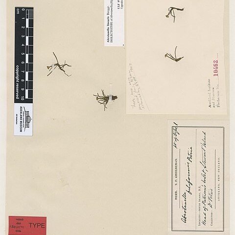Abrotanella linearis unspecified picture