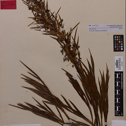 Aciphylla indurata unspecified picture