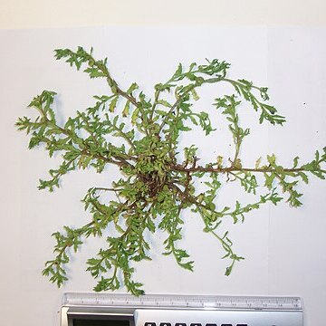 Centipeda aotearoana unspecified picture