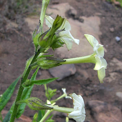 Nicotiana quadrivalvis unspecified picture