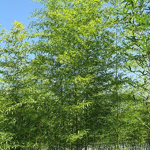 Semiarundinaria fastuosa unspecified picture