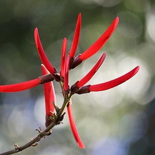 Erythrina atitlanensis unspecified picture