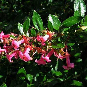 Escalloniaceae unspecified picture