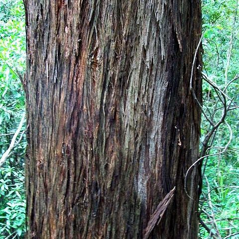 Eucalyptus laevopinea unspecified picture