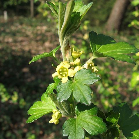 Ribes fasciculatum unspecified picture