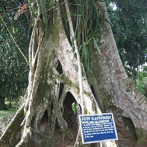 Ficus elasticoides unspecified picture