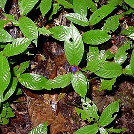 Psychotria iodotricha unspecified picture