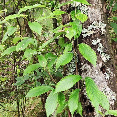 Sorbus folgneri unspecified picture