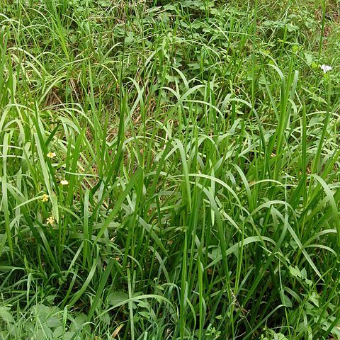 Glyceria unspecified picture