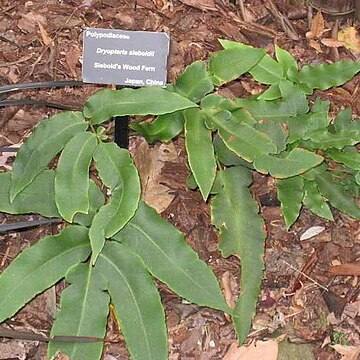 Dryopteris sieboldii unspecified picture