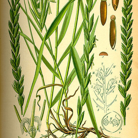 Elymus unspecified picture