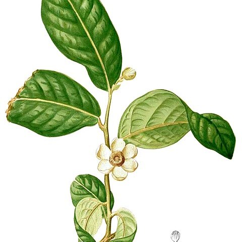 Uvaria timoriensis unspecified picture
