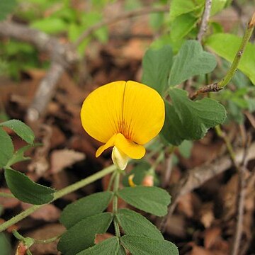 Adesmia denticulata unspecified picture