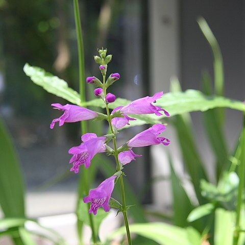 Physostegia leptophylla unspecified picture