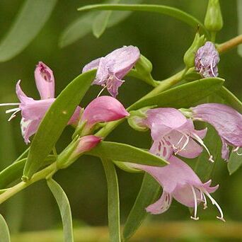 Eremophila maculata unspecified picture