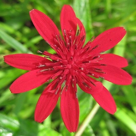 Erythrocephalum unspecified picture