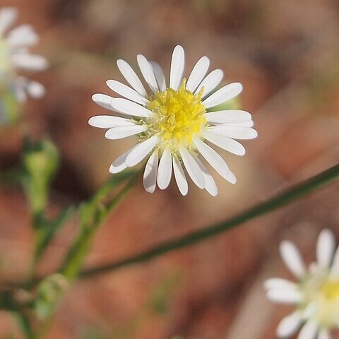 Calotis plumulifera unspecified picture