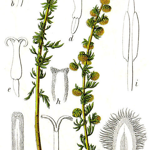 Artemisia rupestris unspecified picture