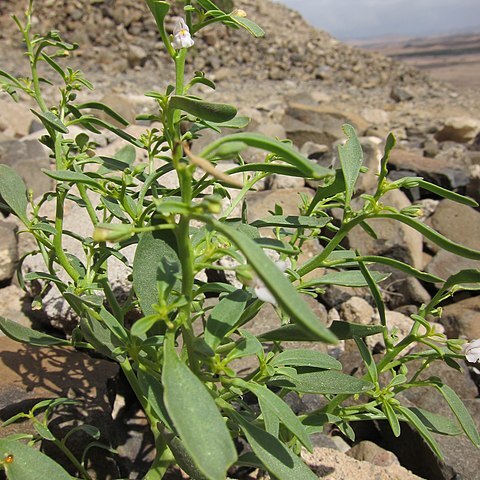 Schweinfurthia unspecified picture
