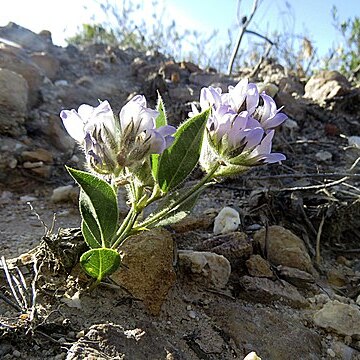 Otholobium thomii unspecified picture