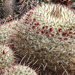 Mammillaria guerreronis unspecified picture