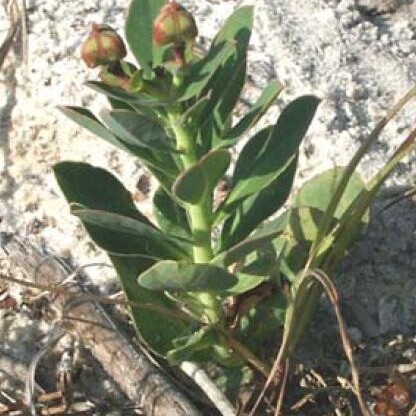 Euphorbia telephioides unspecified picture