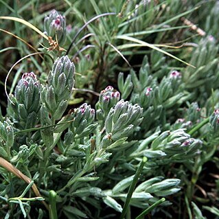 Cordylanthus unspecified picture