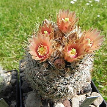 Escobaria dasyacantha unspecified picture