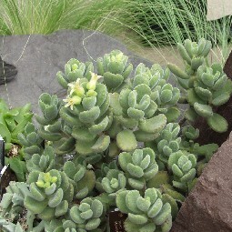 Cotyledon unspecified picture