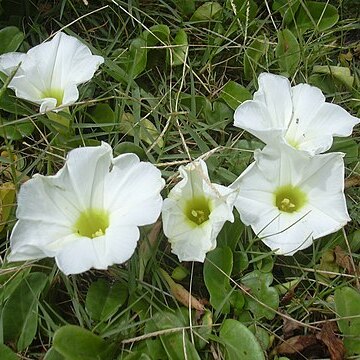Convolvulaceae unspecified picture