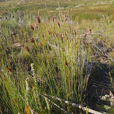 Schoenus megacarpus unspecified picture