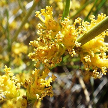 Ephedra aspera unspecified picture