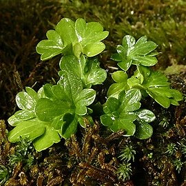 Ranunculus viridis unspecified picture