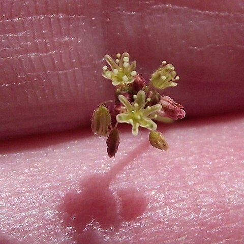 Eriogonum reniforme unspecified picture