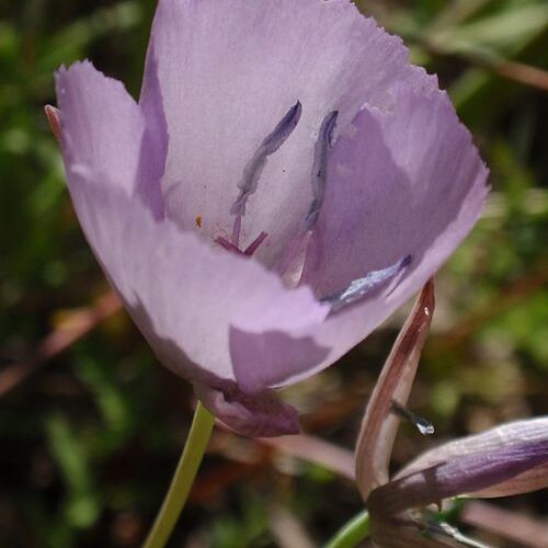 Calochortus nudus unspecified picture