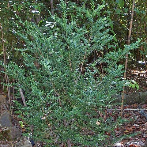 Prumnopitys andina unspecified picture