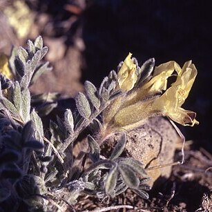 Astragalus cibarius unspecified picture