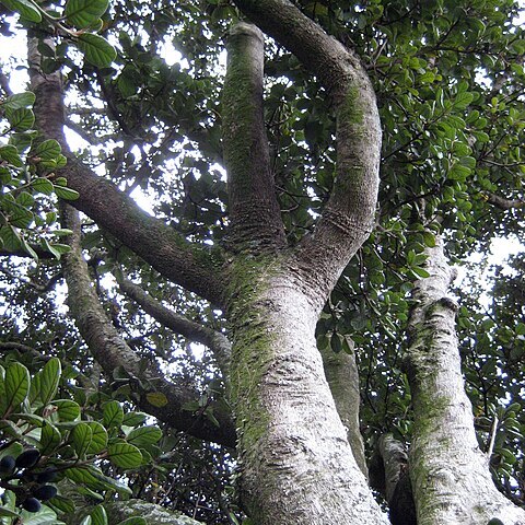 Beilschmiedia tarairi unspecified picture
