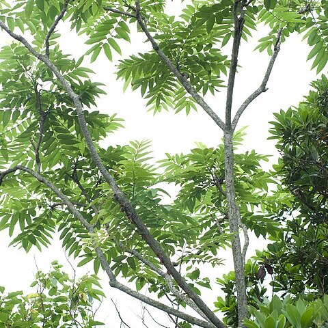 Zanthoxylum ailanthoides unspecified picture