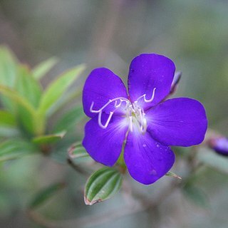 Melastoma polyanthum unspecified picture