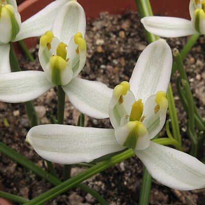 Albuca humilis unspecified picture
