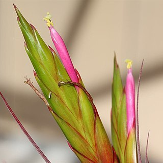Tillandsia concolor unspecified picture