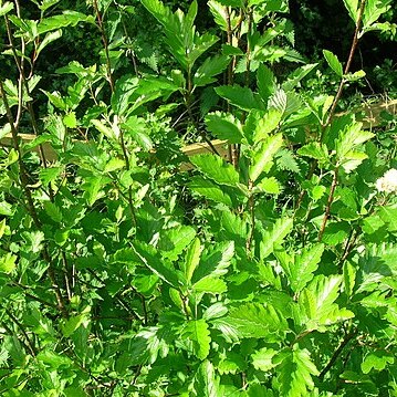 Hedlundia arranensis unspecified picture