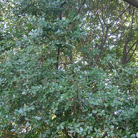 Quercus phillyreoides unspecified picture