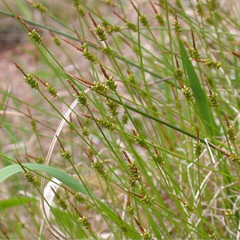 Carex rara unspecified picture