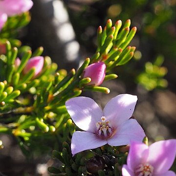 Boronia oxyantha unspecified picture