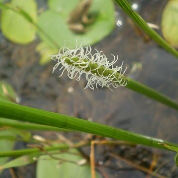 Eleocharis kuroguwai unspecified picture
