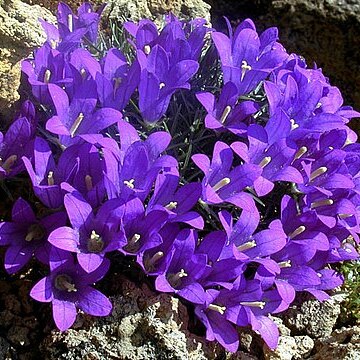 Muehlbergella oweriana unspecified picture