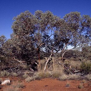 Eucalyptus trivalvis unspecified picture