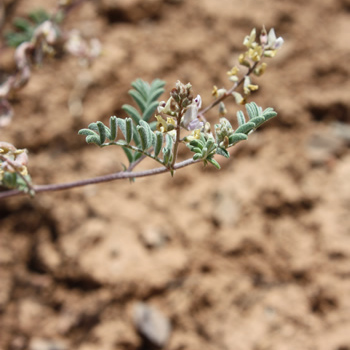 Astragalus microcymbus unspecified picture